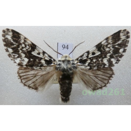 Panthea coenobita (Esper, 1785) male Czech94
